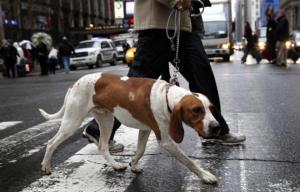 231557-american-english-coonhound